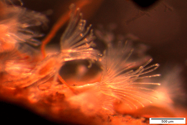 Biofilm mit Bryozoa im Biofilter einer Teich in Teichanlage zur ökologischen Fischzucht. Stabile Biofiltration bedeutet auch Biodiversität des Mikrokosmos.